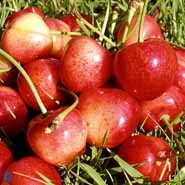 Kirsebær 'Buttners Rote'